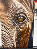 Elephant Eye